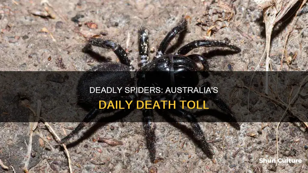 how many people die daily in australia due to spiders