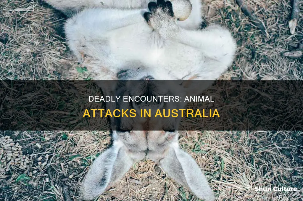 how many people die from animals in australia