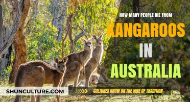 Deadly Kangaroos: Australia's Unexpected Killers