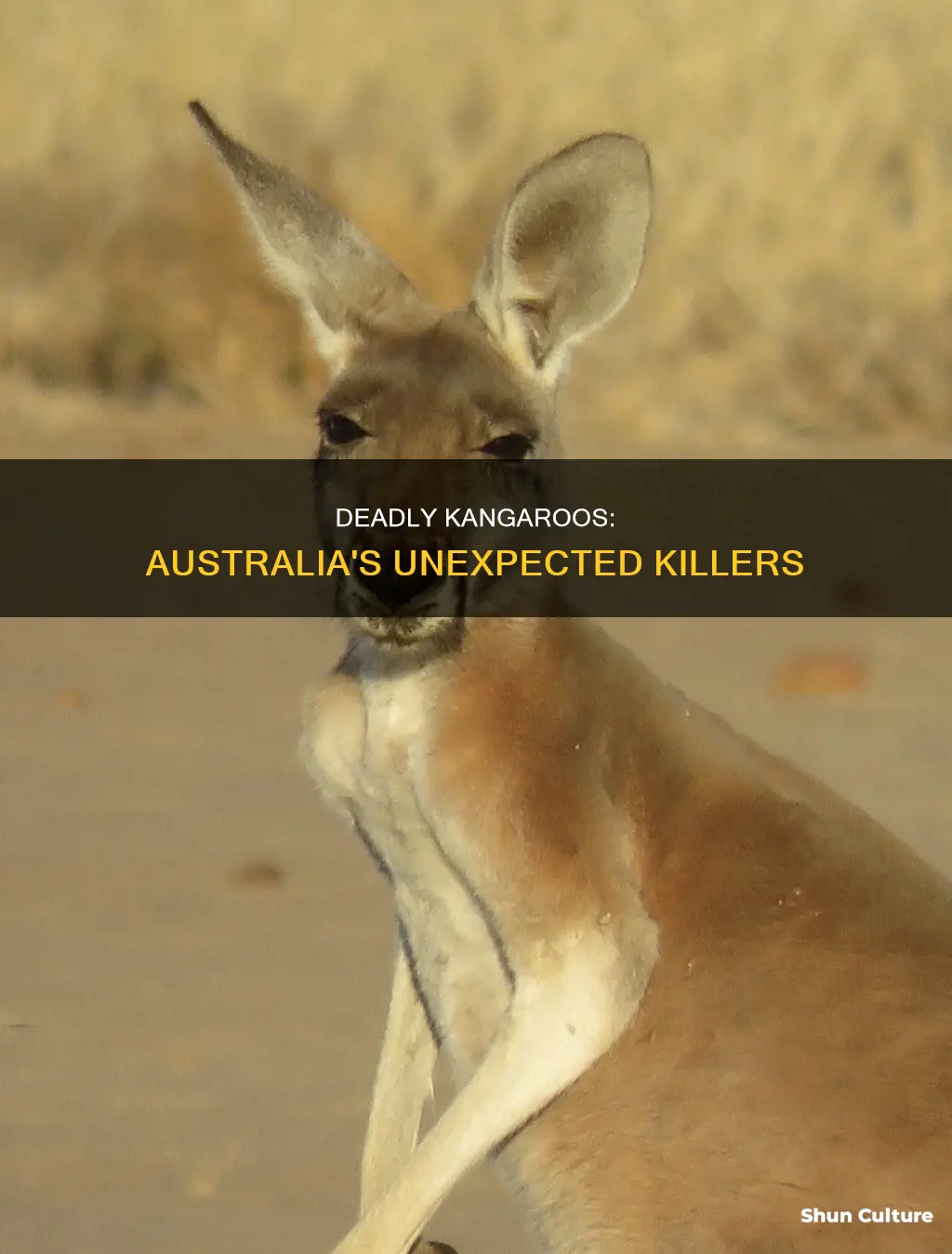 how many people die from kangaroos in australia