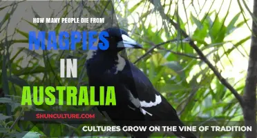 Deadly Magpies: Australia's Hidden Threat