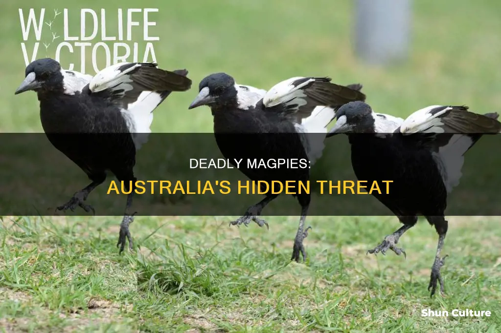 how many people die from magpies in australia