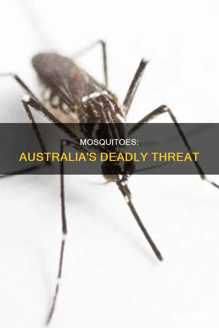 how many people die from mosquitoes in australia