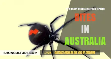 Deadly Spider Bites: Australia's Lethal Reality