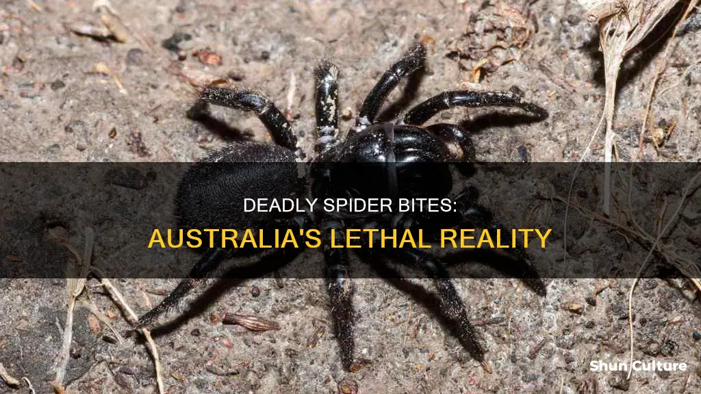 how many people die from spider bites in australia