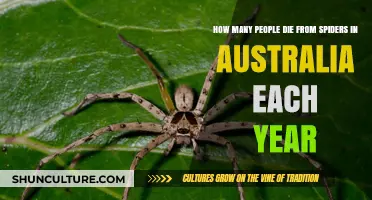 Spider Fatalities in Australia: Annual Death Toll Revealed