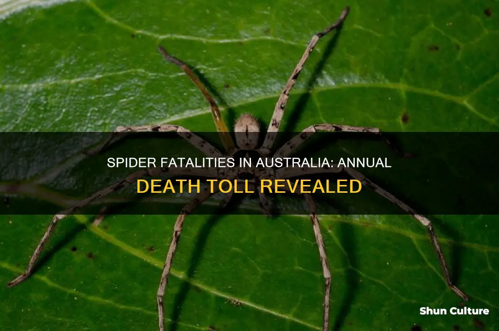 how many people die from spiders in australia each year