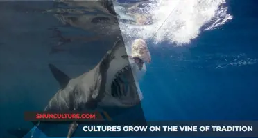 Shark Attacks in Australia: Understanding the Annual Death Toll