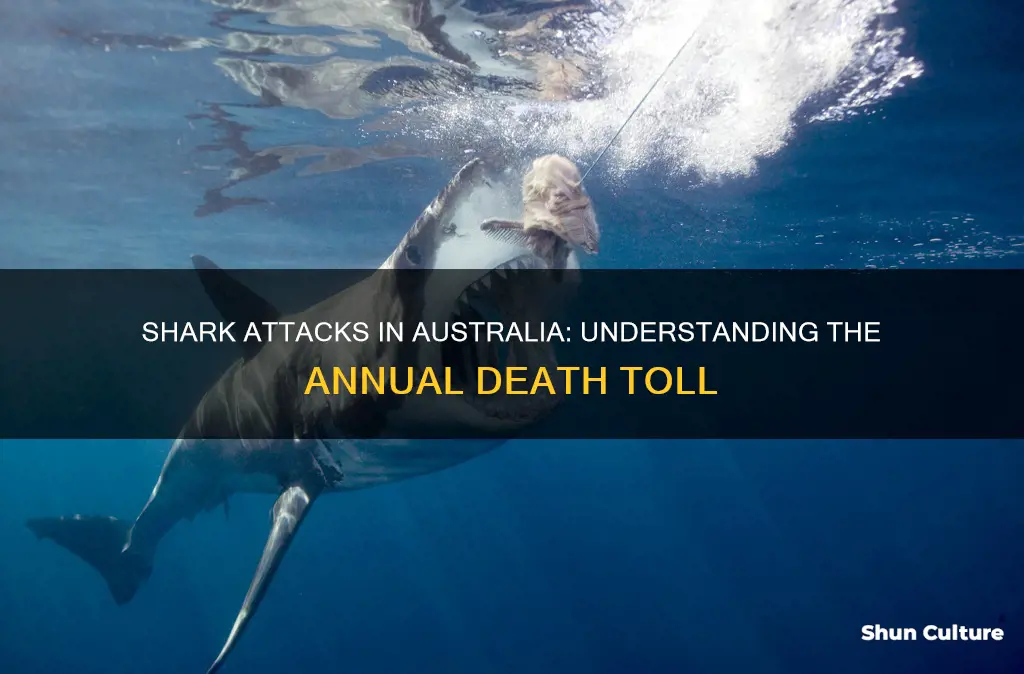how-many-people-do-sharks-kill-australia-each-year