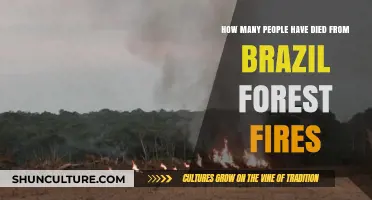 Brazil's Forest Fires: Tracking the Devastating Human Toll