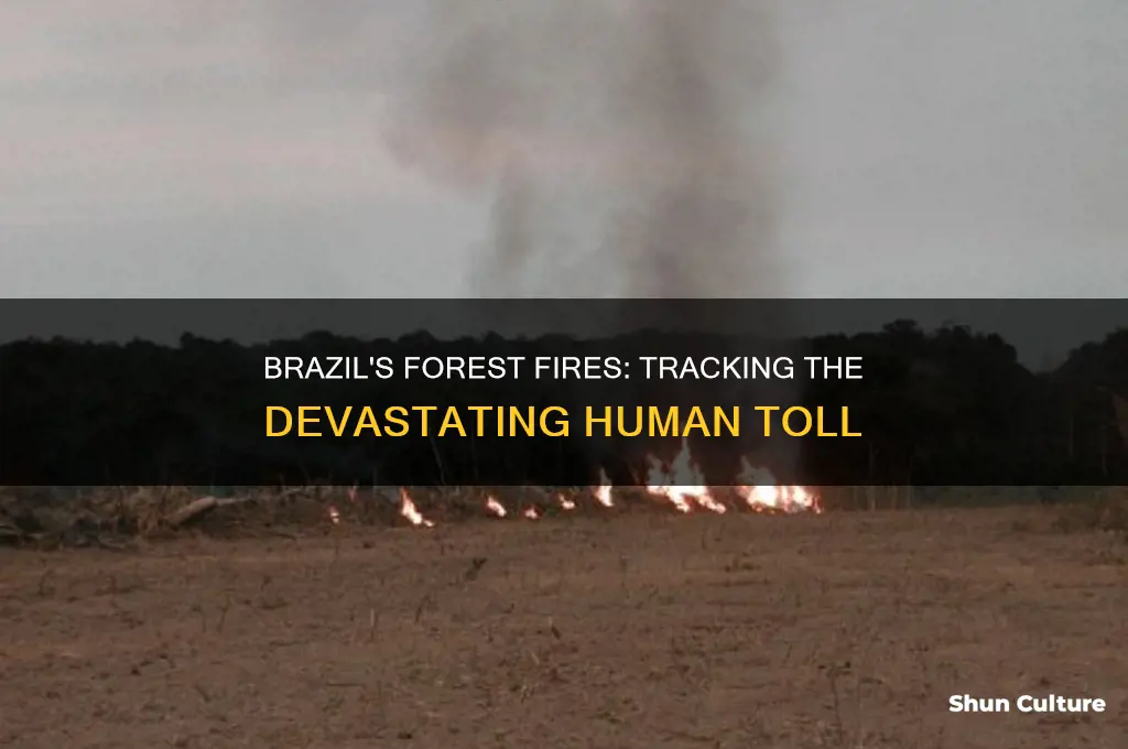 how many people have died from brazil forest fires