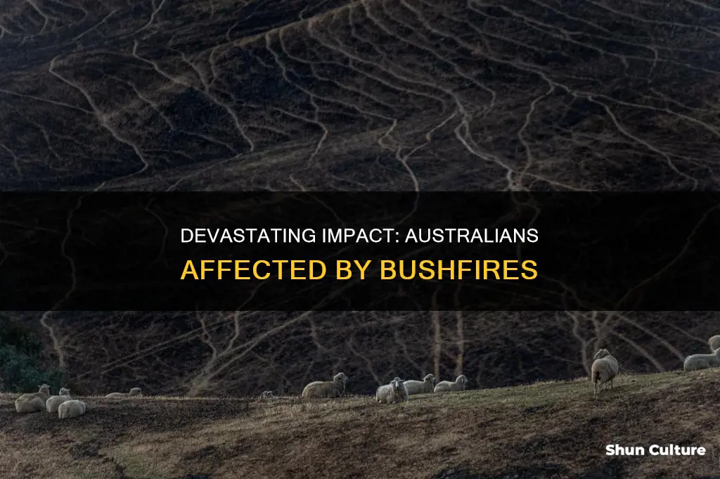 how many people were affected by the australian bushfires