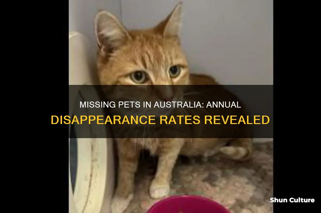 how many pets go missing each year in australia