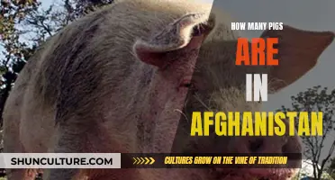 Pigs in Afghanistan: Uncovering an Unexpected Population