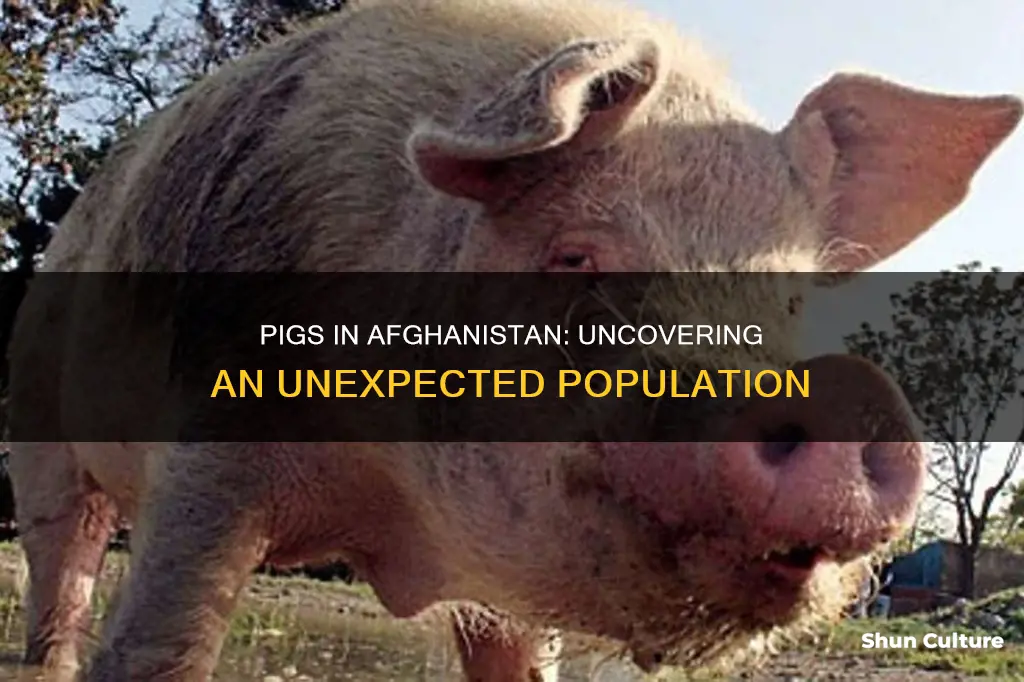 how many pigs are in afghanistan