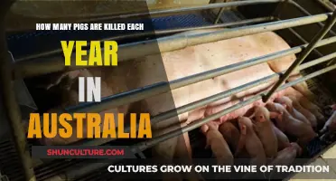 Australia's Annual Pig Slaughter: Shocking Numbers and Ethical Concerns