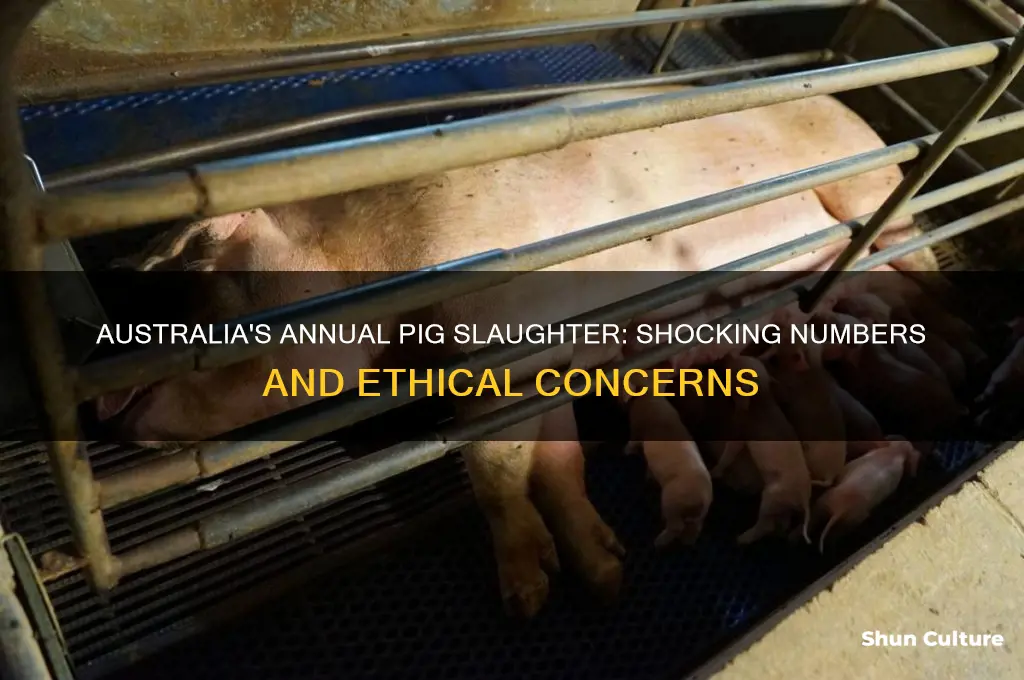 how many pigs are killed each year in australia