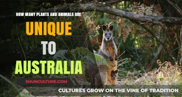 Australia's Unique Flora and Fauna: A Natural Wonder