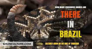 Exploring Brazil's Venomous Snakes: A Comprehensive Count and Guide