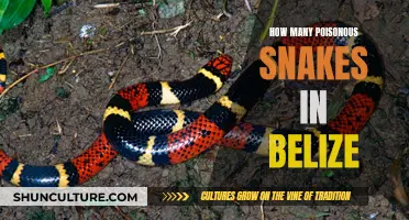 Deadly Diversity: Exploring the Venomous Snakes of Belize