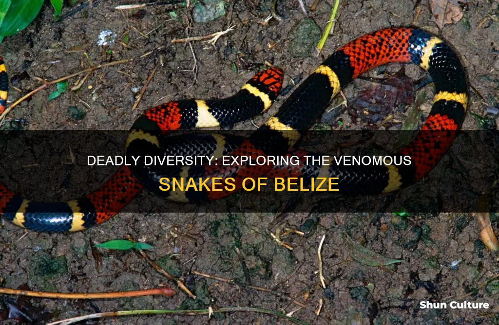 how many poisonous snakes in belize