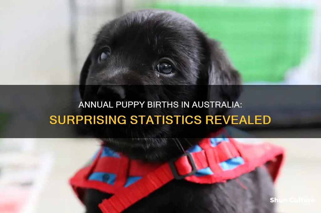 how many puppies are born in australia each year
