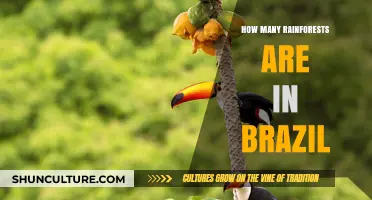 Exploring Brazil's Rainforest Count: A Comprehensive Guide to Its Lush Ecosystems