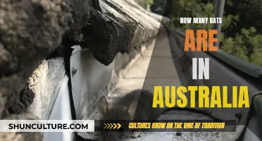 Invasive Rodents: Australia's Rat Problem