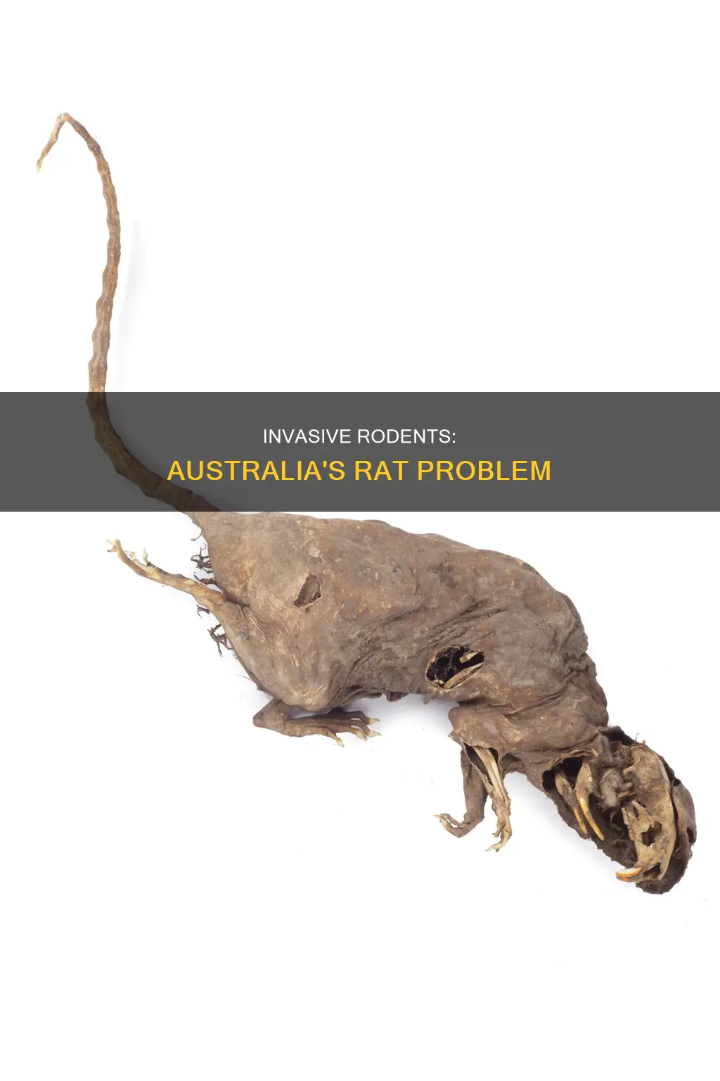 how many rats are in australia