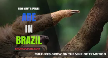 Exploring Brazil's Rich Reptile Diversity: Species Count and Habitat Insights