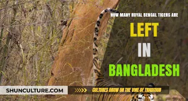 Royal Bengal Tigers in Bangladesh: Current Population and Conservation Efforts