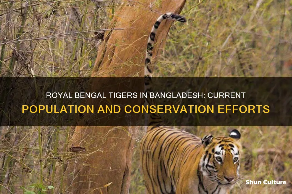 how many royal bengal tigers are left in bangladesh