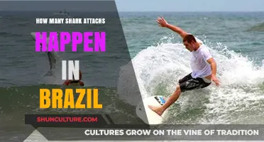 Shark Attacks in Brazil: Frequency, Causes, and Safety Tips