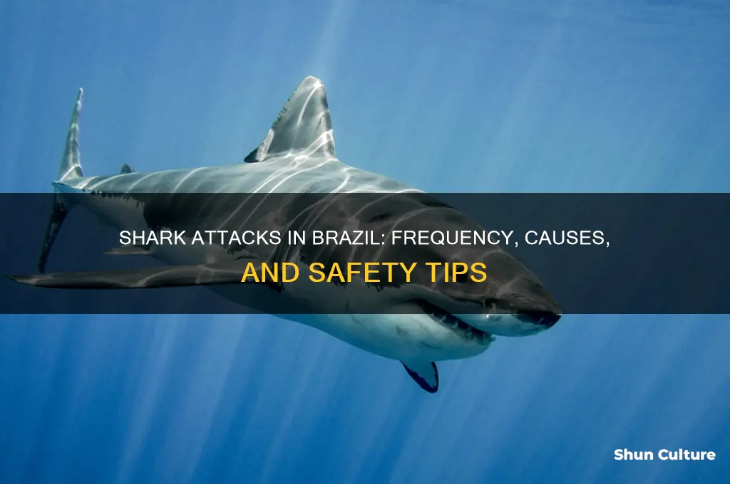how many shark attachs happen in brazil