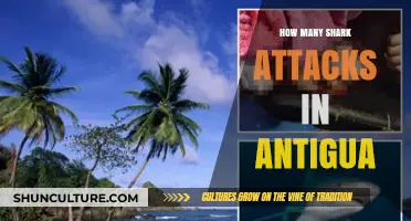 Shark Attacks in Antigua: Unveiling the Rare Encounters and Facts