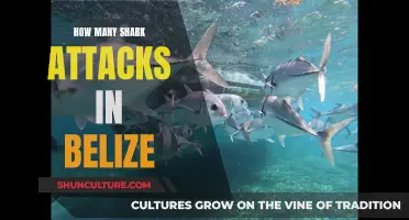 Shark Attacks in Belize: Understanding the Risks