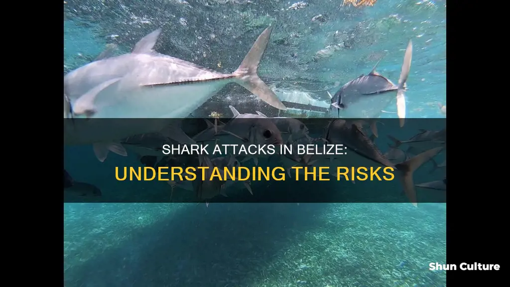 how many shark attacks in belize