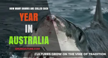 Australia's Shark Culling Practices: Annual Numbers and Environmental Impact