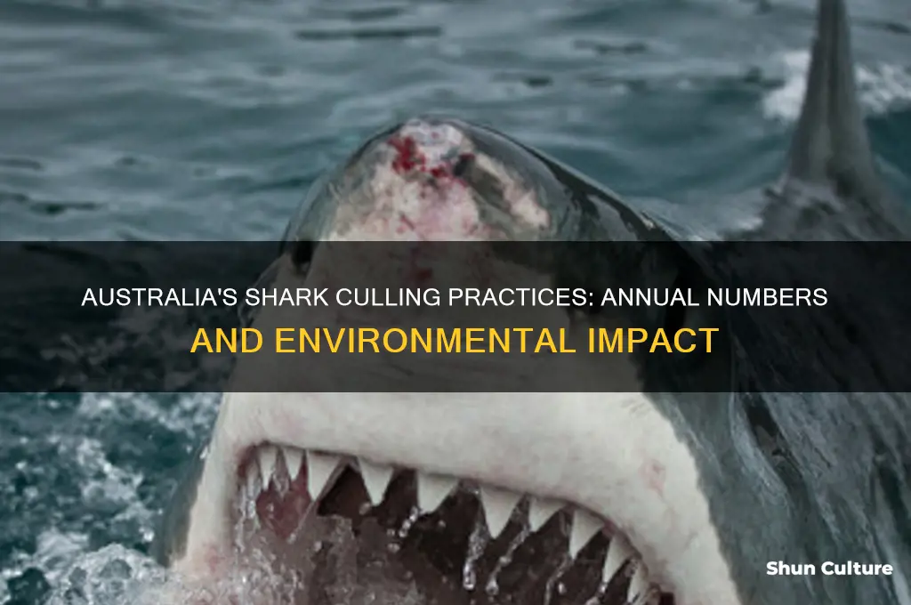 how many sharks are culled each year in australia