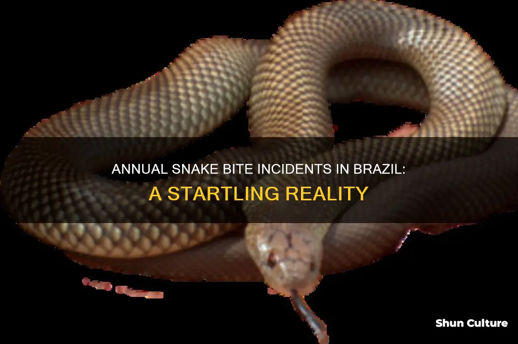how many snake bites in brazil per year
