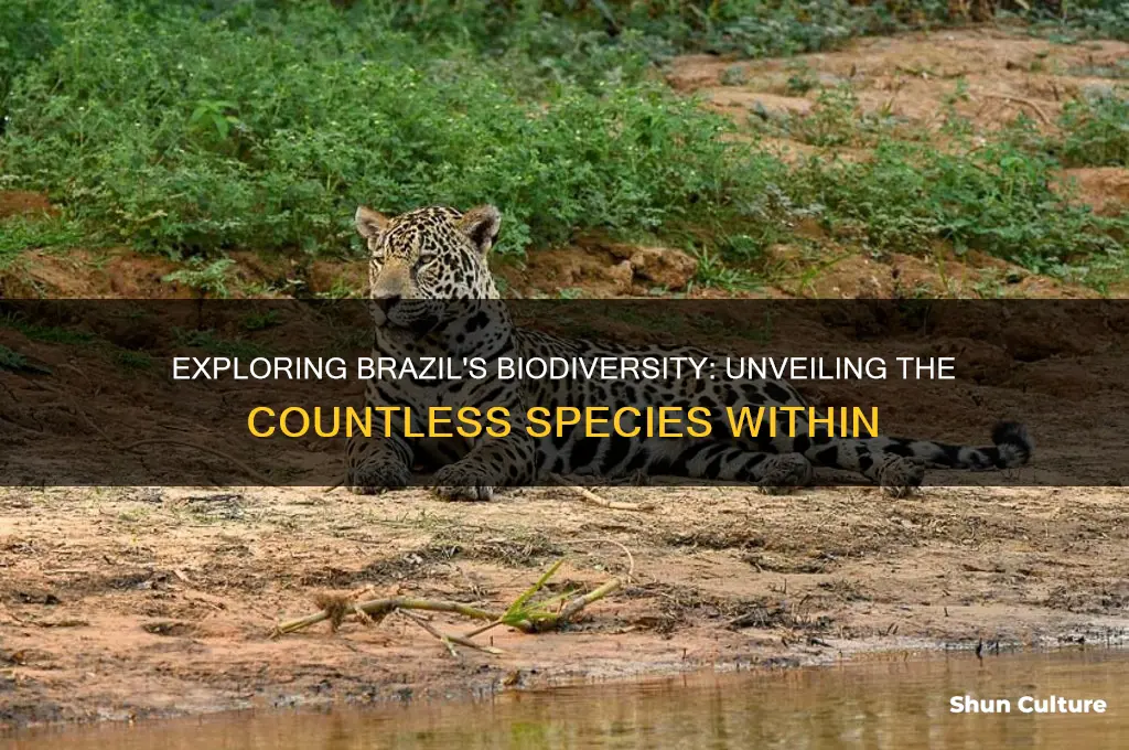 how many species are in brazil