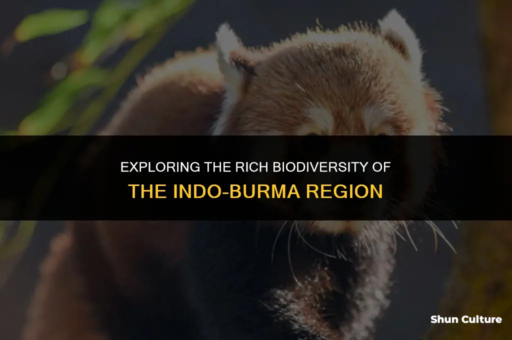 how many species are in indo burma