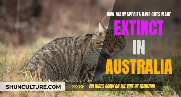 Cats' Impact: Australia's Species Extinction Crisis