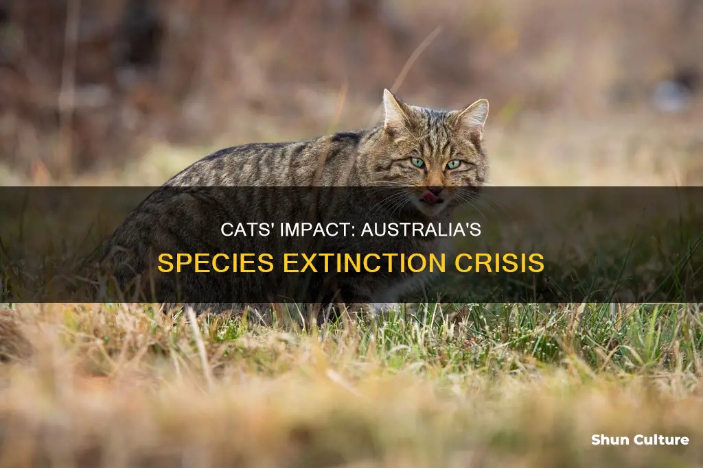 how many species have cats made extinct in australia