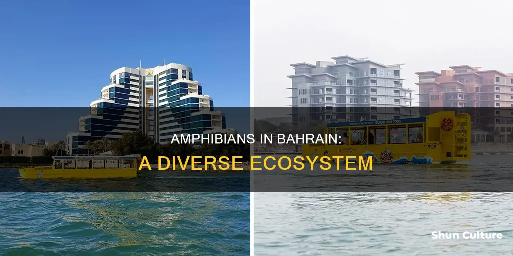 how many species of amphibians are found in bahrain