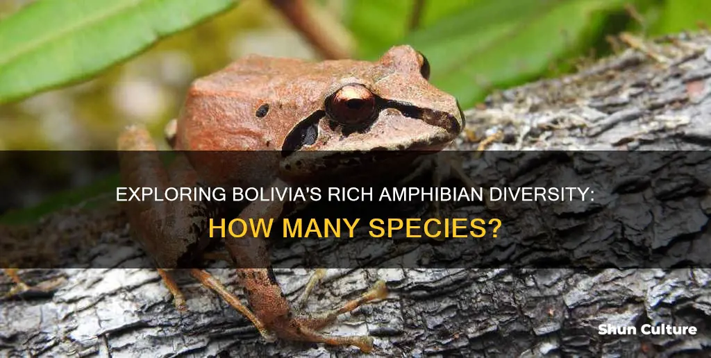 how many species of amphibians are there in bolivia