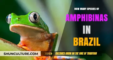 Exploring Brazil's Rich Amphibian Diversity: Species Count and Conservation