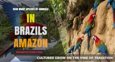 Exploring Brazil's Amazon: Unveiling the Astonishing Animal Species Diversity