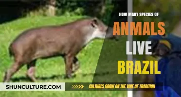 Exploring Brazil's Rich Biodiversity: Countless Animal Species Call It Home
