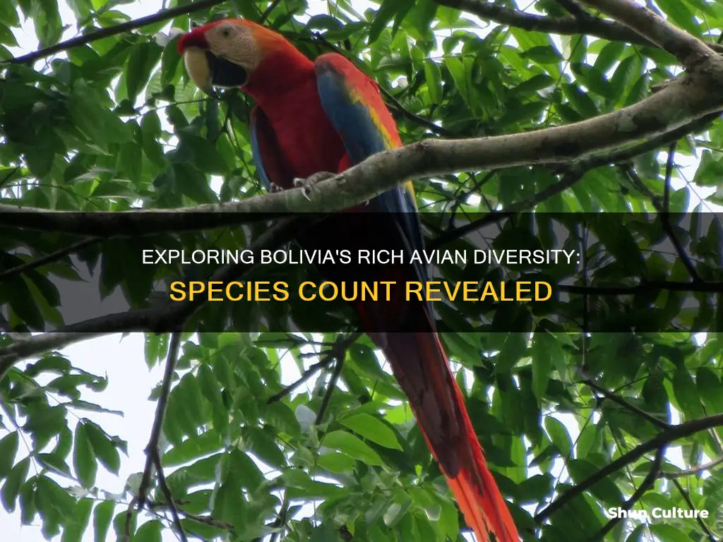 how many species of birds are there in bolivia